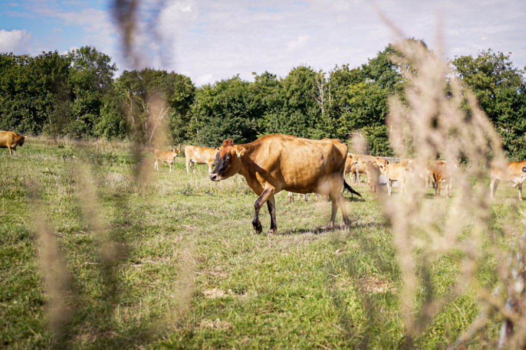 Køer går på marken ved Kalø Landbrugsskole og græsser